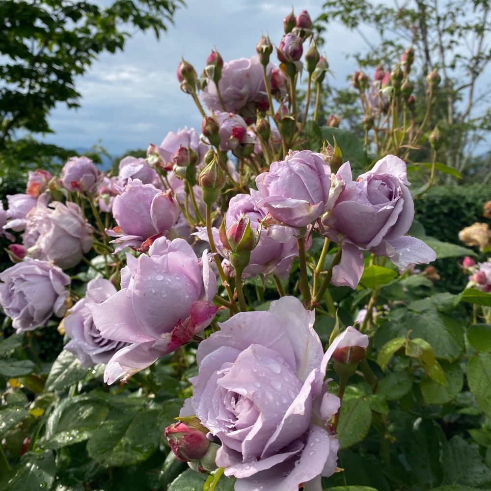 Meet your Posher, Ruby